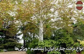 انواع درخت چنار در ایران را بشناسیم + ویژگی‌ها