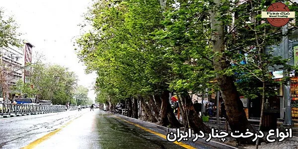 انواع درخت چنار در ایران