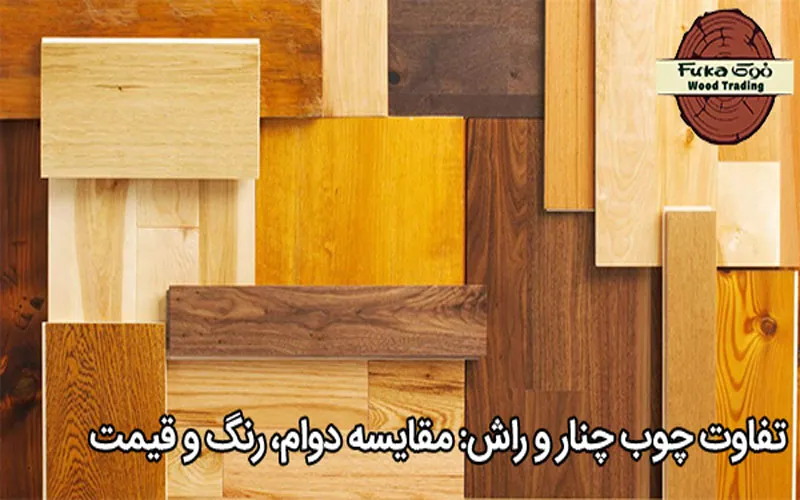 تفاوت چوب چنار و راش: مقایسه دوام، رنگ و قیمت