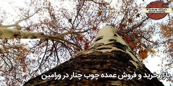 بازار خرید و فروش عمده چوب چنار در ورامین