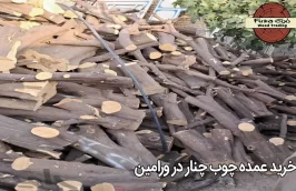 خرید عمده چوب چنار در ورامین