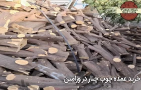 خرید عمده چوب چنار در ورامین
