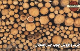 خرید و فروش چوب چنار اصفهان