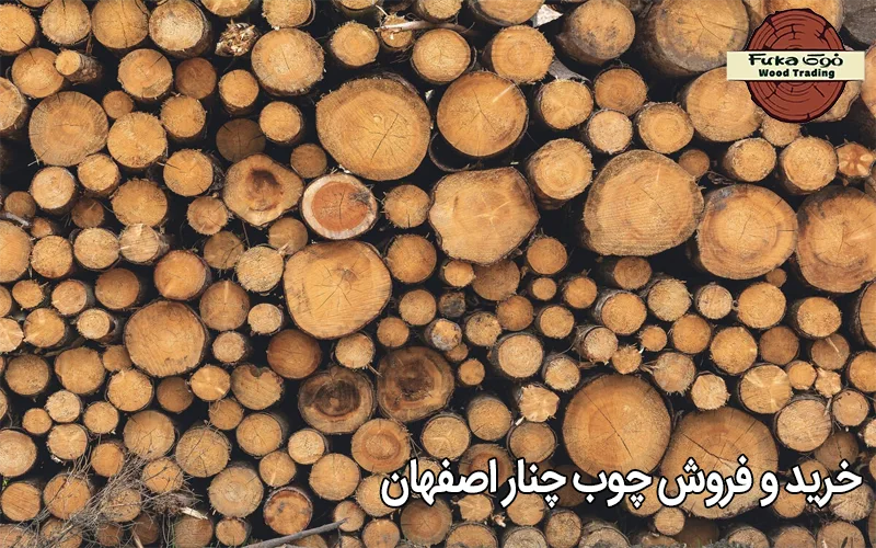 خرید و فروش چوب چنار اصفهان
