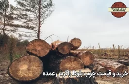 خرید و قیمت چوب بلوط زاگرس عمده