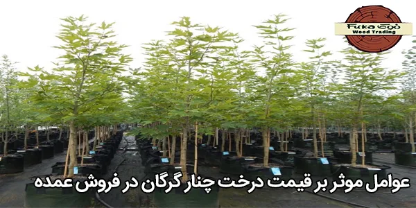 عوامل موثر بر قیمت درخت چنار گرگان در فروش عمده
