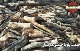 قیمت بلوط جنگلی مازندران