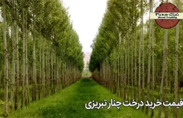 قیمت خرید درخت چنار تبریزی