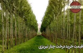 قیمت خرید درخت چنار تبریزی