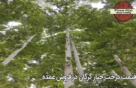 قیمت درخت چنار گرگان در فروش عمده