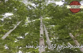قیمت درخت چنار گرگان در فروش عمده