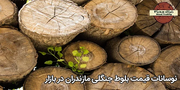 نوسانات قیمت بلوط جنگلی مازندران در بازار