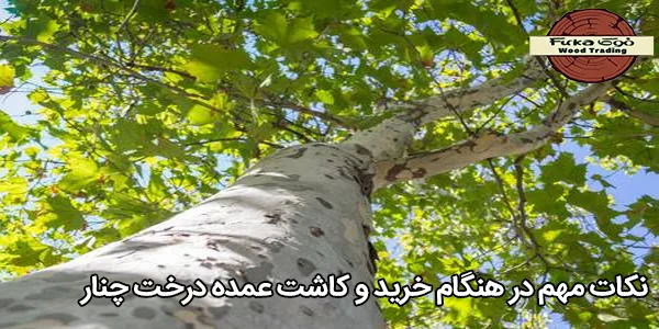 نکات مهم در هنگام خرید و کاشت عمده درخت چنار