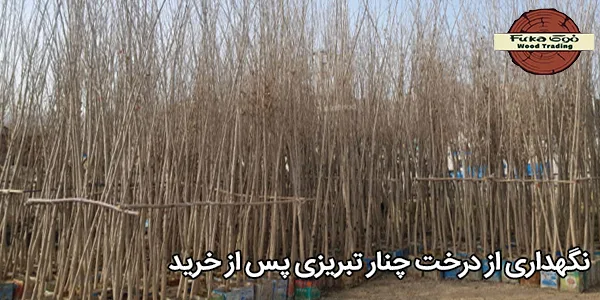 نگهداری از درخت چنار تبریزی پس از خرید