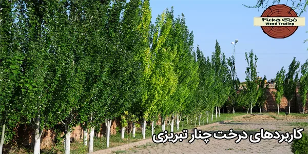 کاربردهای درخت چنار تبریزی